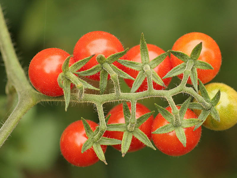 Cherrytomaat